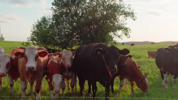 Curiosas Vacas Miran Cámara Atardecer — Vídeos de Stock