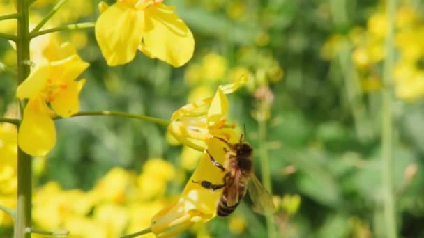 Пчела Собирает Нектар Цветка Рапса Затем Улетает 1000 Кадров Секунду — стоковое видео