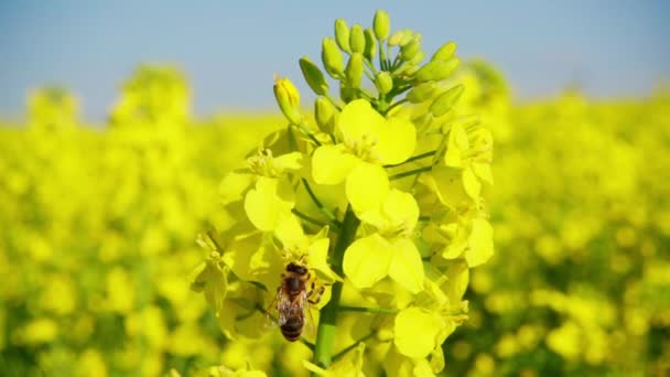 Ett Samlar Nektar Från Rapsblomma Flyger Sedan Iväg 250Fps Slow — Stockvideo