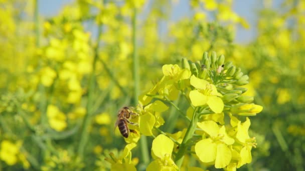 Pszczoła Zbiera Nektar Kwiatu Rzepaku Potem Odlatuje 250 Fps Zwolniony — Wideo stockowe