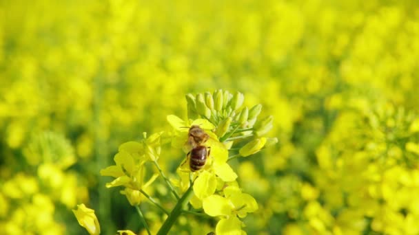 Bee Collects Nectar Rapeseed Flower Flies Away 250Fps Slow Motion — Stock Video