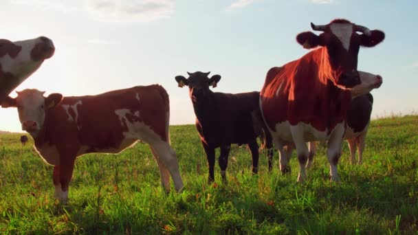 Περίεργες Αγελάδες Κοιτούν Την Κάμερα Στο Ηλιοβασίλεμα — Αρχείο Βίντεο