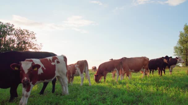 Curiosas Vacas Miran Cámara Atardecer — Vídeos de Stock