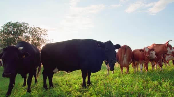 Zvědavé Krávy Dívají Kamery Při Západu Slunce — Stock video