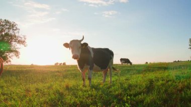 Meraklı inekler gün batımında kameraya bakar.