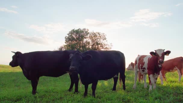 好奇心旺盛な牛はカメラを見て日没時に — ストック動画