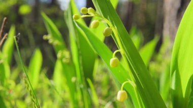 Bahar çiçekleri vadideki zambak