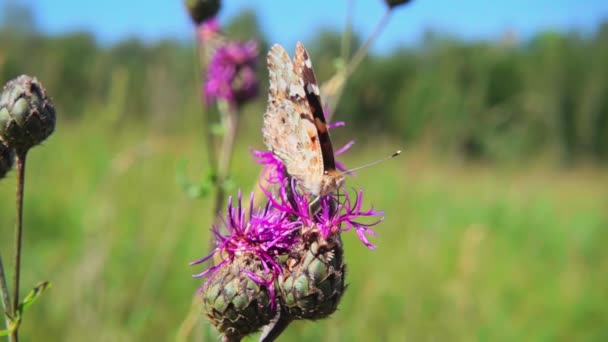 Motyl Zbiera Nektar Purpurowego Kwiatu Odlatuje Zwolniony Ruch 500Fps — Wideo stockowe
