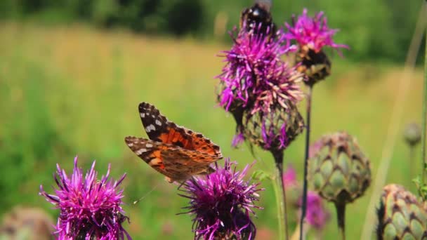 Butterfly Verzamelt Nectar Van Een Paarse Bloem Vliegt Weg Slow — Stockvideo