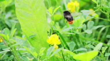 Sakar yaban arısı çiçeklerin arasından uçar, 500 fps yavaş çekim