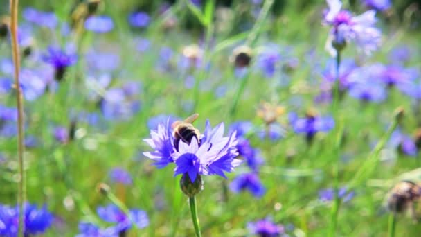 Egy Méh Nektárt Gyűjt Egy Virágból Elrepül 500 Fps Lassított — Stock videók
