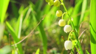 Bahar çiçekleri vadideki zambak