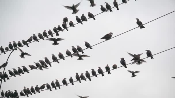 一群小鸟栖息在铁丝网上 准备南飞 动作缓慢 — 图库视频影像