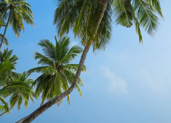 Palmiers sur fond de ciel — Photo