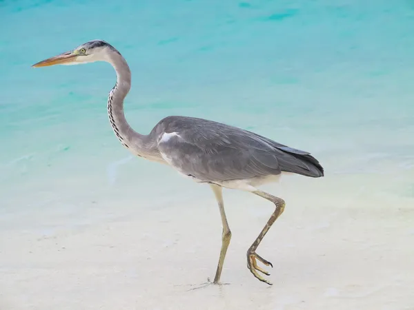 Havet heron på stranden — Stockfoto