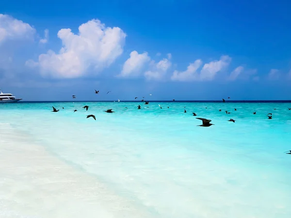 Pelicani che sorvolano il mare — Foto Stock