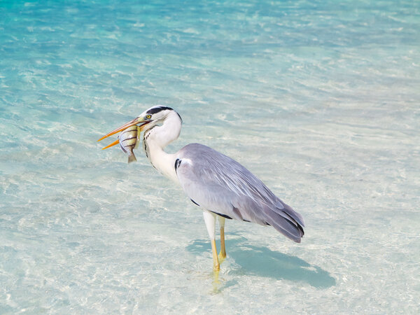 Bird holding fish in sea — Stock Photo, Image