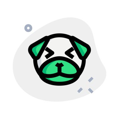 pug dog aynı anda sırıtıyor ve şaşı bakıyor