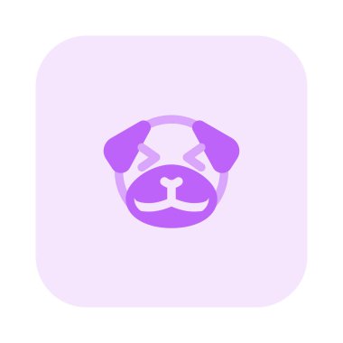 pug dog aynı anda sırıtıyor ve şaşı bakıyor