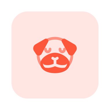 İzole bir yerde düşünceli pug köpek ifadesi