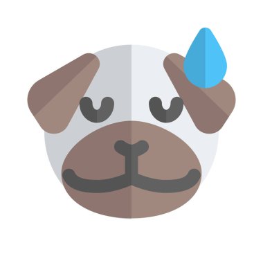 Pug dog soğuk terle yorgun yüz ifadesi