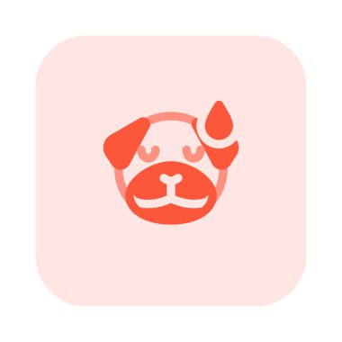 Pug dog soğuk terle yorgun yüz ifadesi