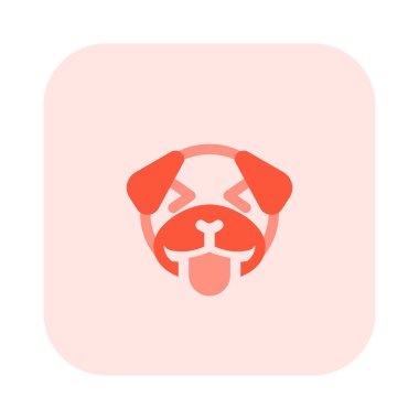 pug dog ineği ve dil sürçmesi yüz ifadesi