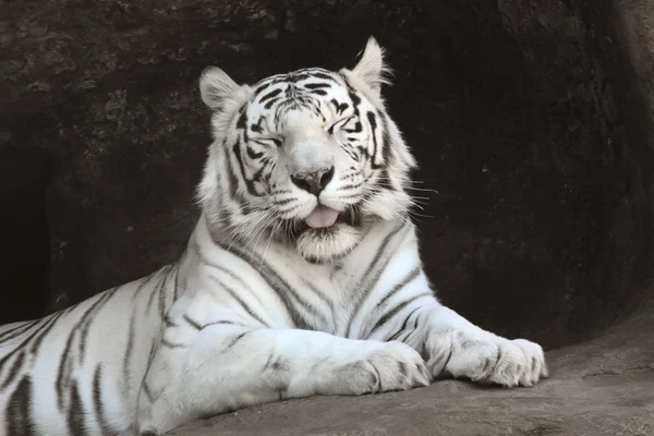 Άσπρη τίγρη. — Φωτογραφία Αρχείου