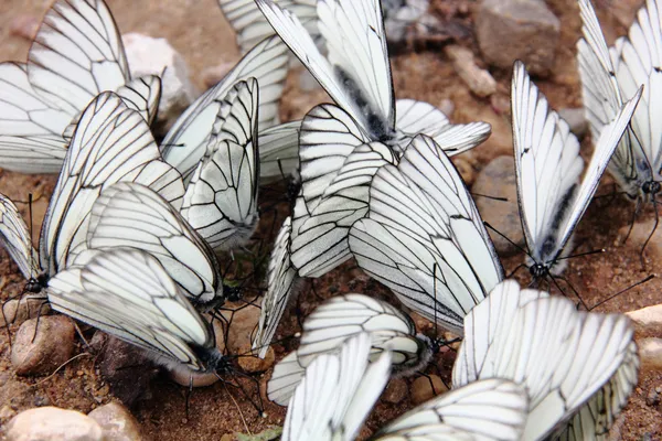 Groep van vlinders. — Stockfoto