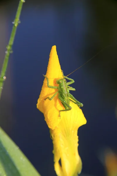 蝗虫。花卉. — 图库照片