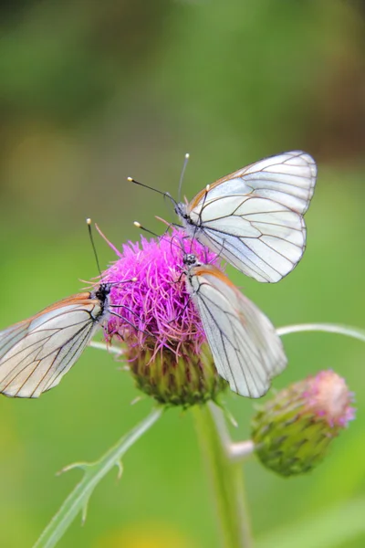 나비입니다. 꽃метеликів. квітка. — 스톡 사진