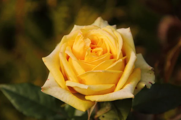 Κίτρινο τριαντάφυλλο. — Φωτογραφία Αρχείου