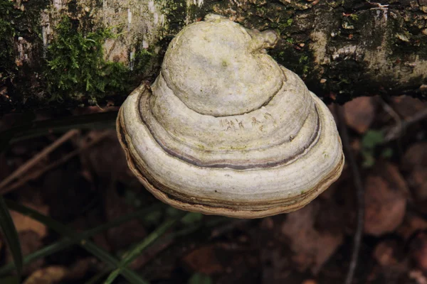 Chaga paddestoel. plank schimmel. — Stockfoto