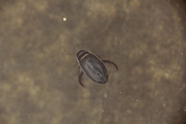 Dalış böceği. dytiscus.