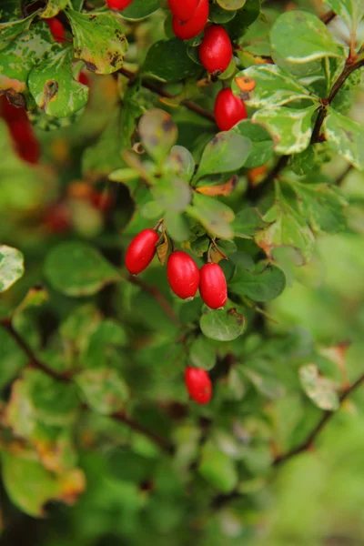 Berries. Barberry. — Stock Photo, Image