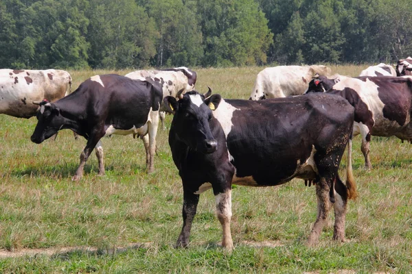 Kühe. — Stockfoto