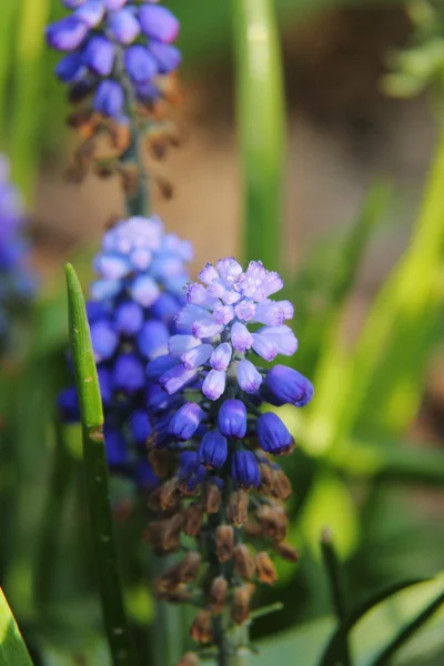 Modřenec. — Stock fotografie