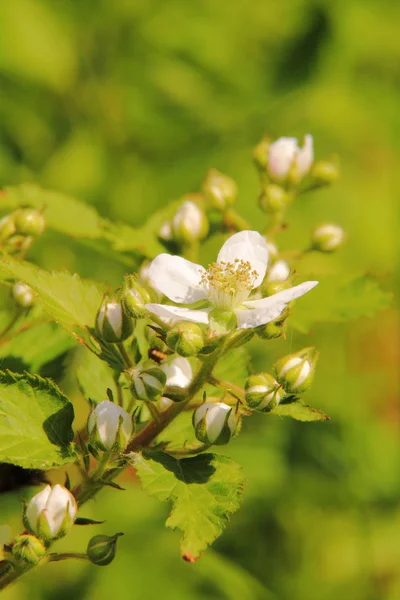 Brambles. Flower. — Stock Photo, Image