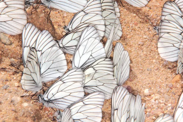 Gruppe von Schmetterlingen. — Stockfoto