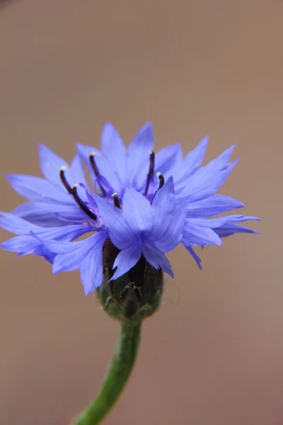 Aciano azul. Flor . —  Fotos de Stock