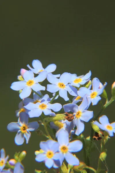 Ηελοχάρης. λουλούδι. — Φωτογραφία Αρχείου