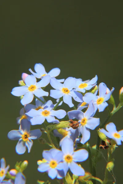 Esquece-me, não. Flor . — Fotografia de Stock