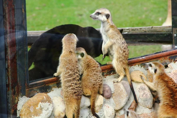 Meerkats. — Stock Fotó