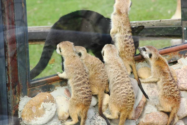 Meerkats. — Stock Fotó