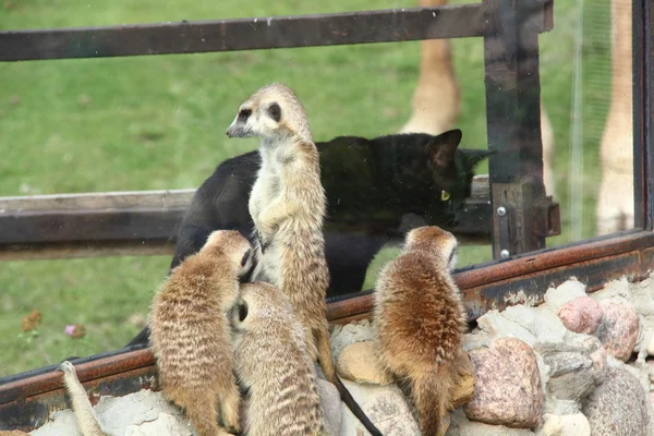 Meerkats. — Stock Fotó