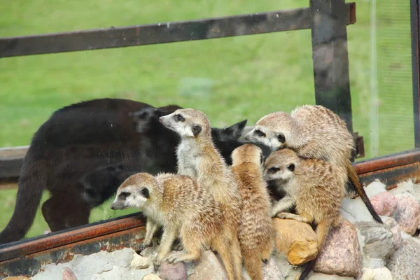 Meerkats. — Stock Fotó