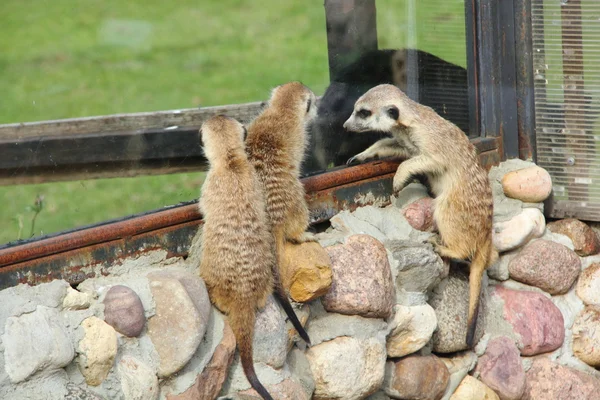 Meerkats. — Fotografia de Stock