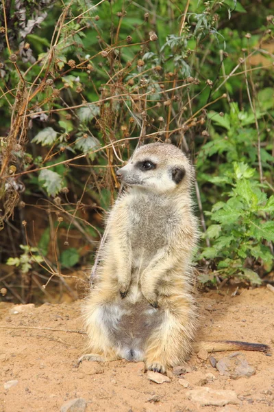 Meerkats. — Stock Fotó