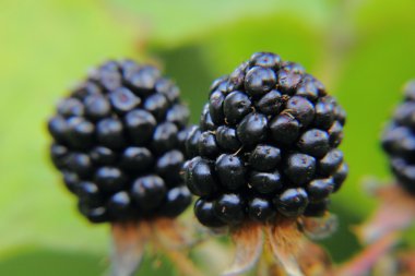 Böğürtlen. Çilek.