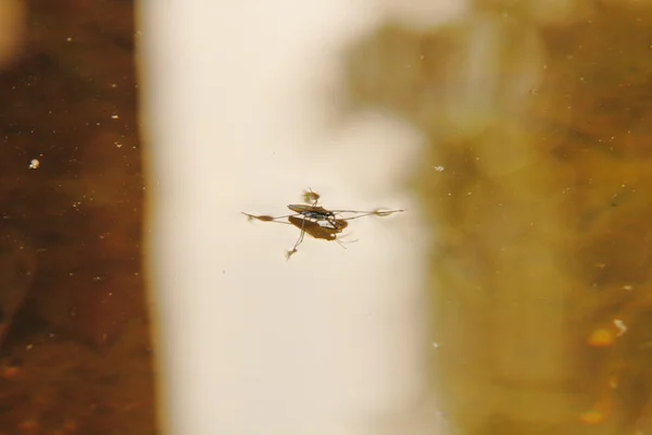 Wasserläufer. — Stockfoto